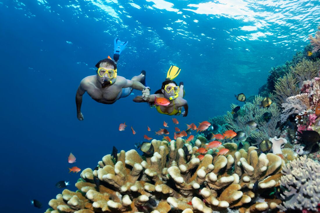 Snorkelling on the Great Barrier Reef off the coast of Australia