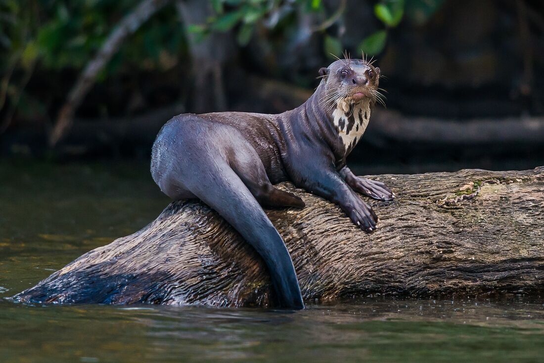 Giant River Otter relaxes on a huge tree root in the Amazon River in Peru