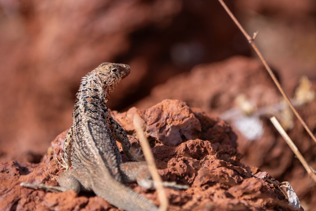 A Galapagos Lava lizard