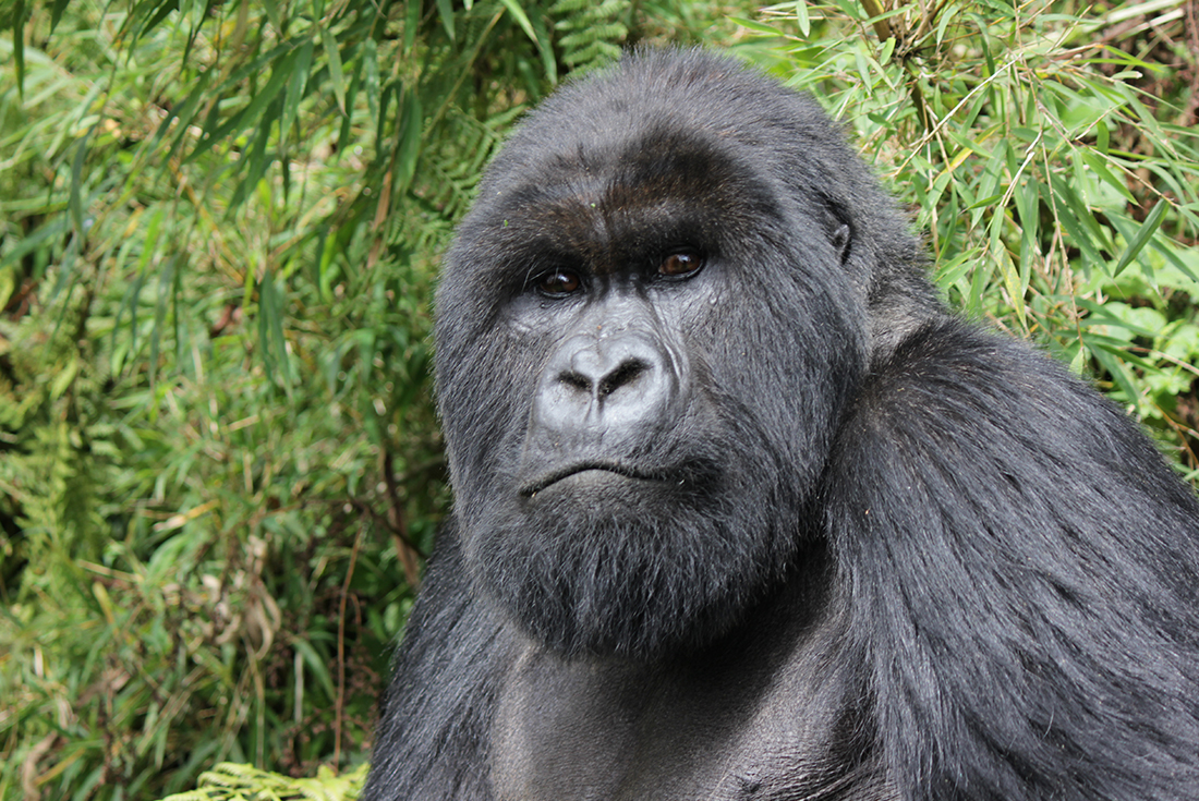 Have an experience of a lifetime in Rwanda spending time with the Mountain Gorillas in Rwanda