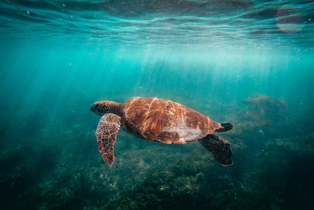 Turtle swimming in ocean at Galápagos Islands, Ecuador