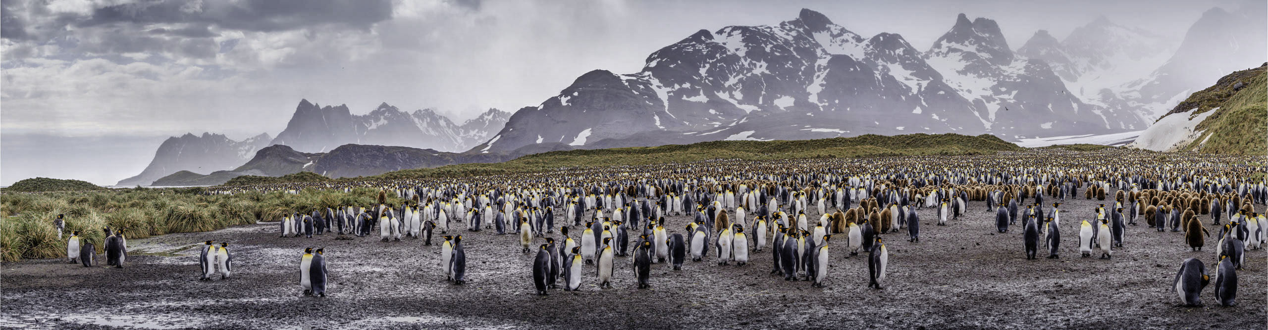 Large colony of King penguins at Salisbury plain, South Georgia Island, Southern Atlantic Ocean.