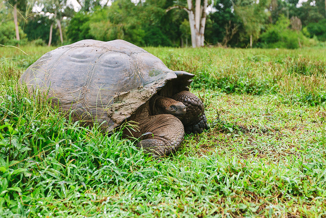 Giant Tortoise, Galapagos Islands