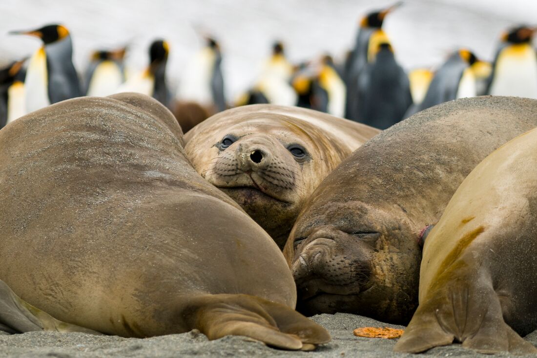 Elepehant seals relax in cuddle puddles on South Georgia shores