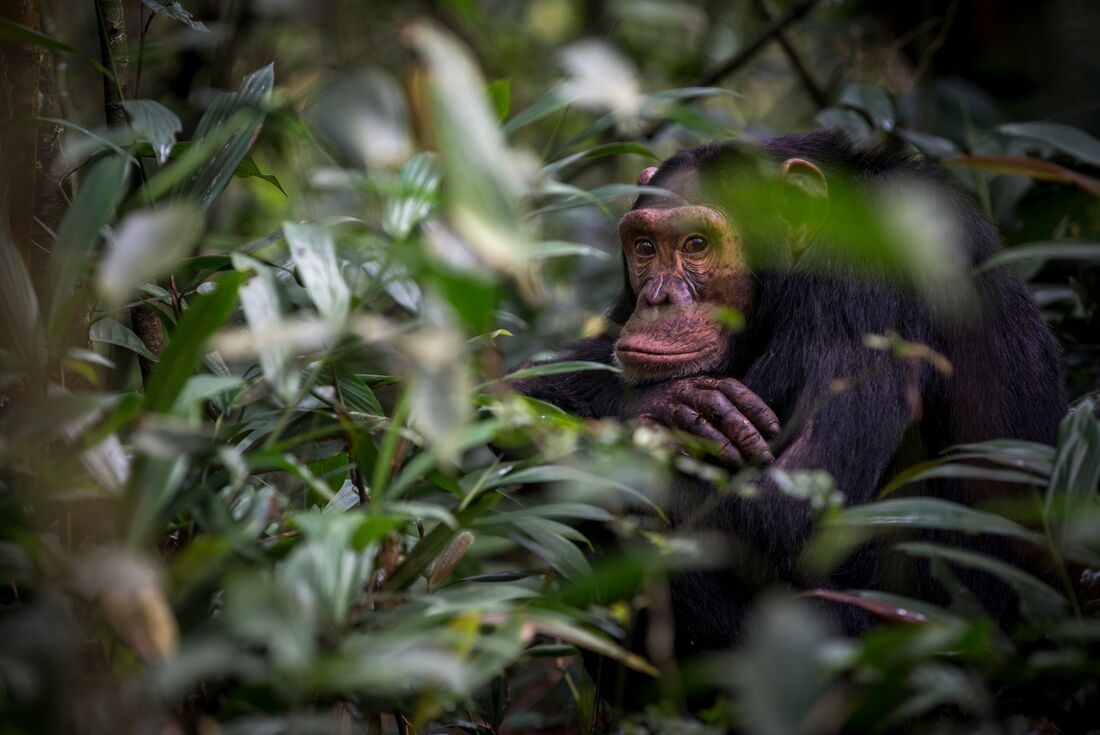 Adult chimpanzee looks at the viewer from among foliage in Kibale Forest Uganda