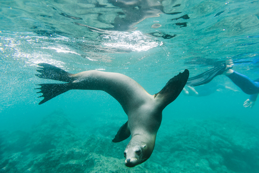 Snorkelling with sea lions, Galapagos Islands
