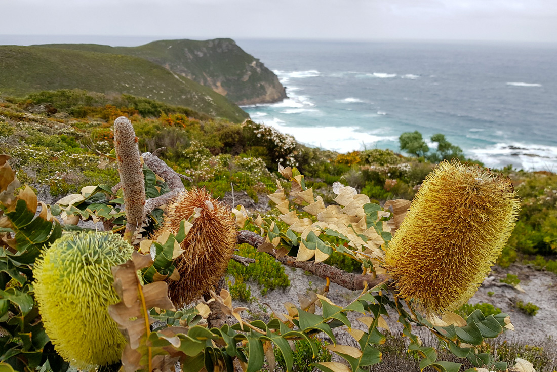 Banksia blooms on the coast of Western Australia with the ocean cliffs visible beyond