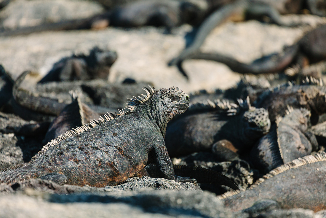 Marine iguanas, Galapagos Islands
