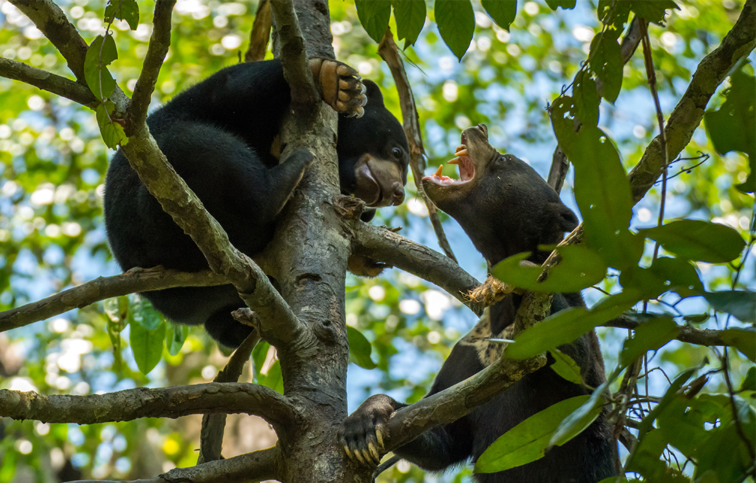 Two sun bears up a tree