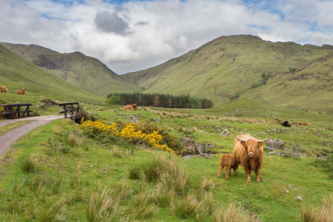 Highland Cattle, Scotland