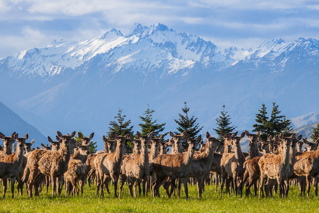 Criffel Station deer, South Island, NZ