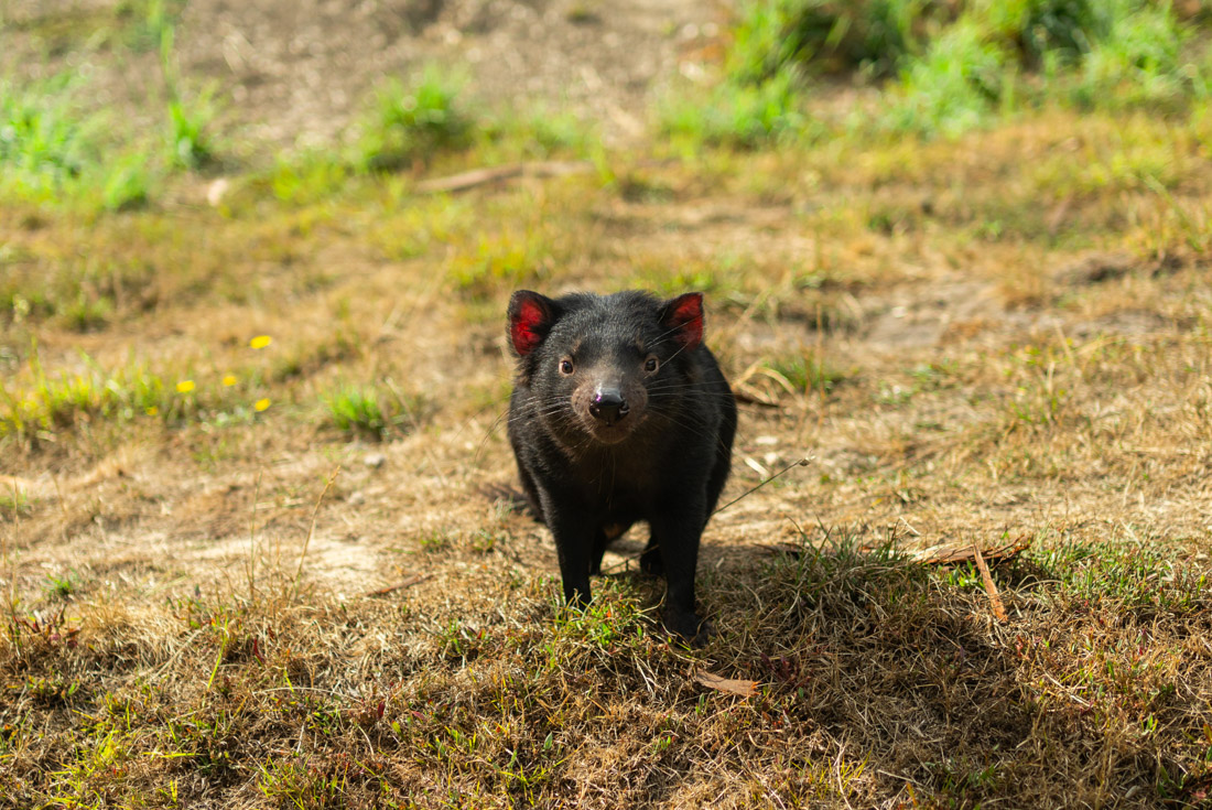 Tasmanian Devil looks at camera in Richmond Wildlife Park in Tasmania