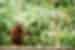 borneo_orangutan-sanctuary