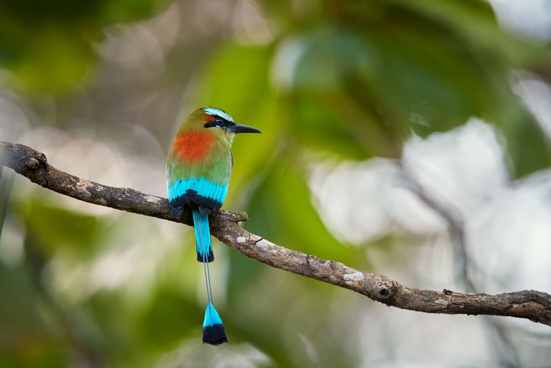 Turquoise browed motmot in El Salvador's forests