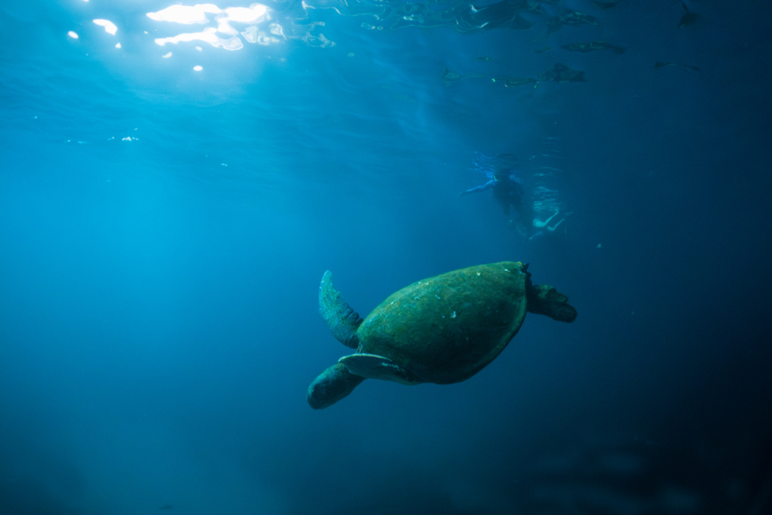 Intrepid travellers snorkelling with sea turtles in the Galapagos waters