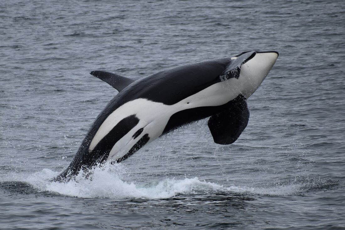 An Orca leaping above the water in Kenai Fjords in Alaska, USA