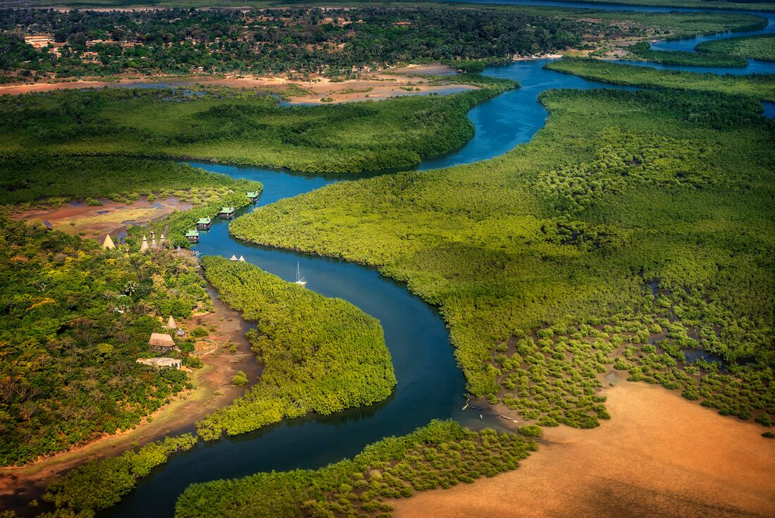Aerial view of The Gambia River with green mangrove forest spreading out from its edges