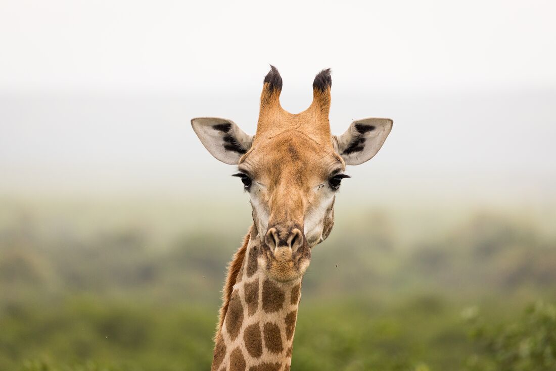 kruger national park giraffe close landscape