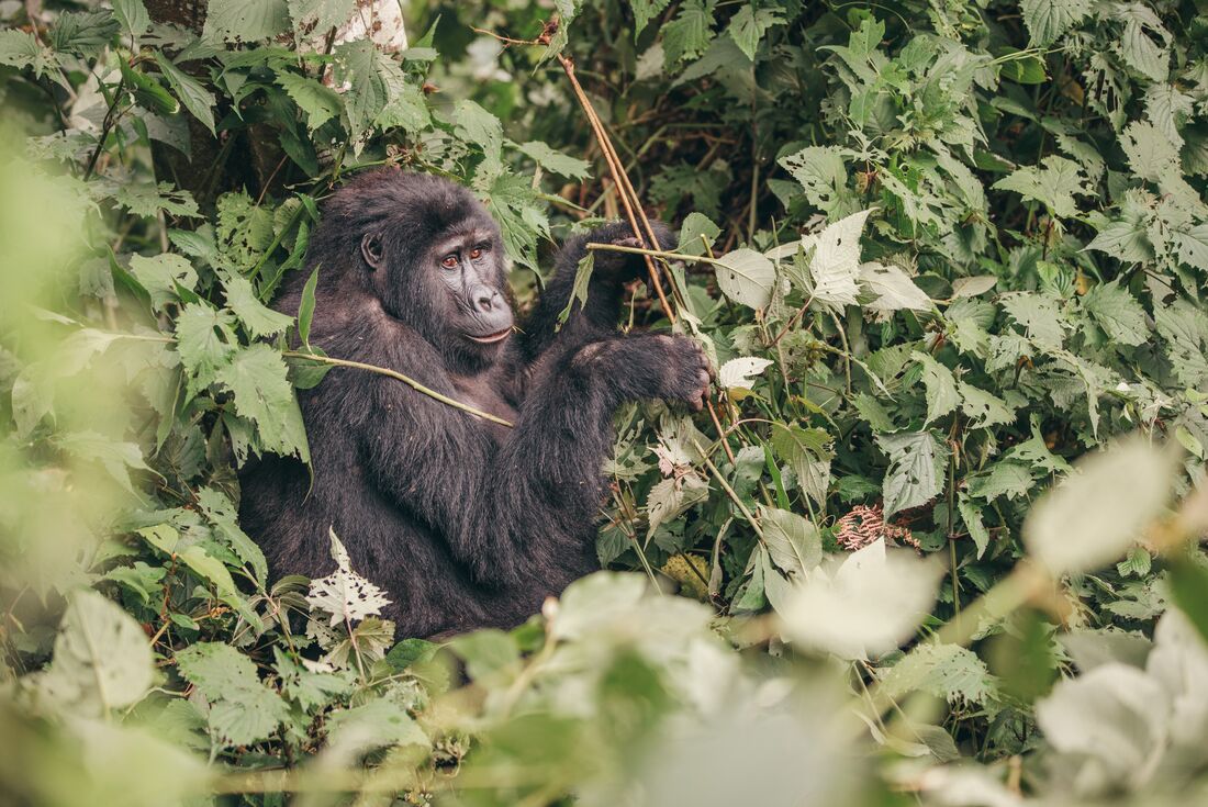 Gorilla munching on leaves in Bwindi Impenetrable Forest in Uganda