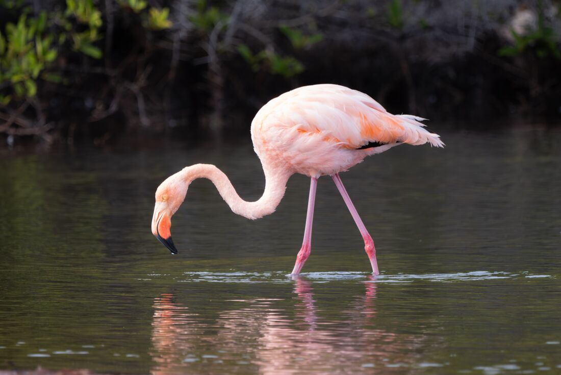 A wild flamingo dips its head down to fish in a pool in the Galapagos Islands