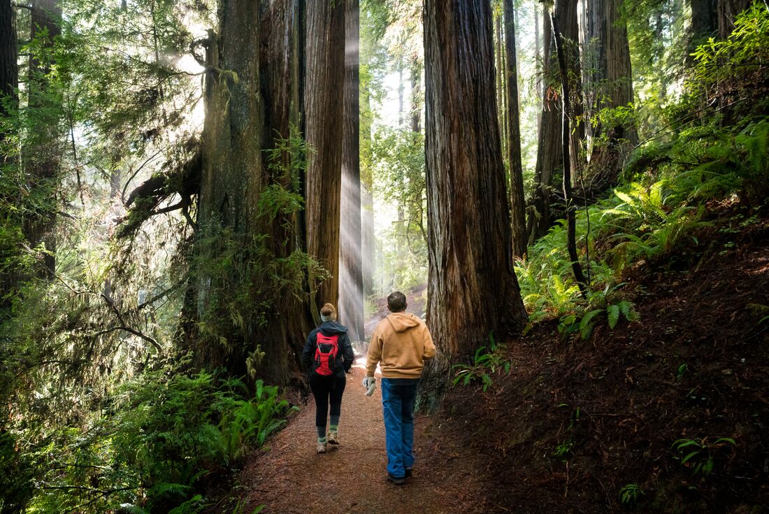 Travellers hike through Redwood National Park as sunbeams break through the canopy
