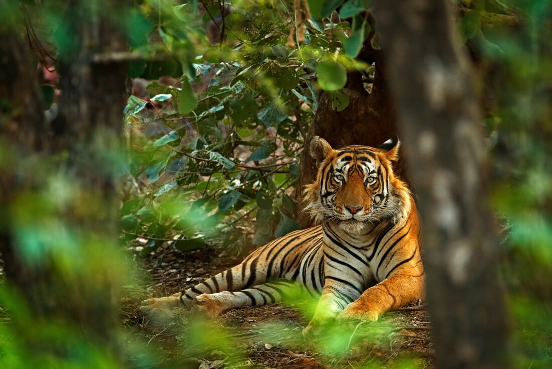 A Bengal Tiger lounges in the forests of Ranthambore National Park in Rajasthan northern India