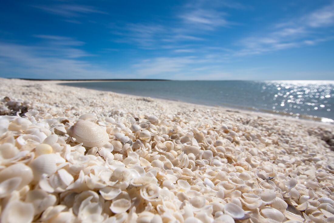 Myriad tiny white shells form the beach of Shell Beach in Shark Bay, Western Australia