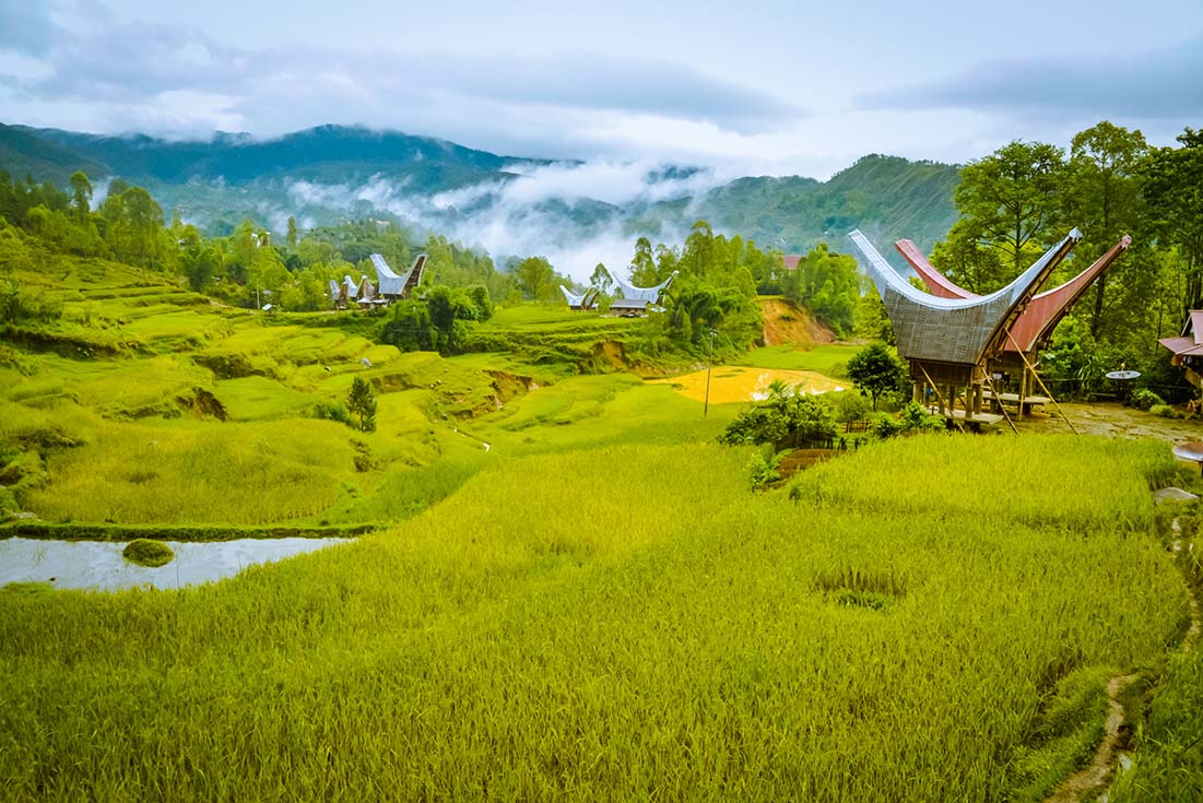 Green fields at Toraja Village, Indonesia