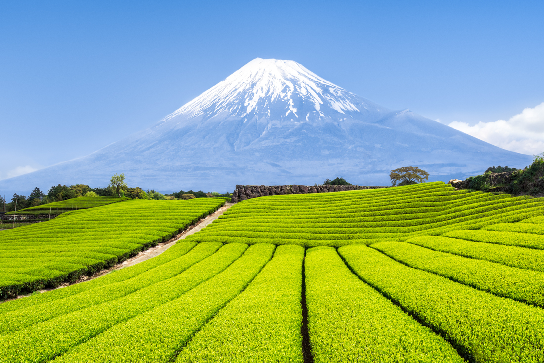 Mount Fuji seen beyond carefully arrayed green fields in the Japanese countryside