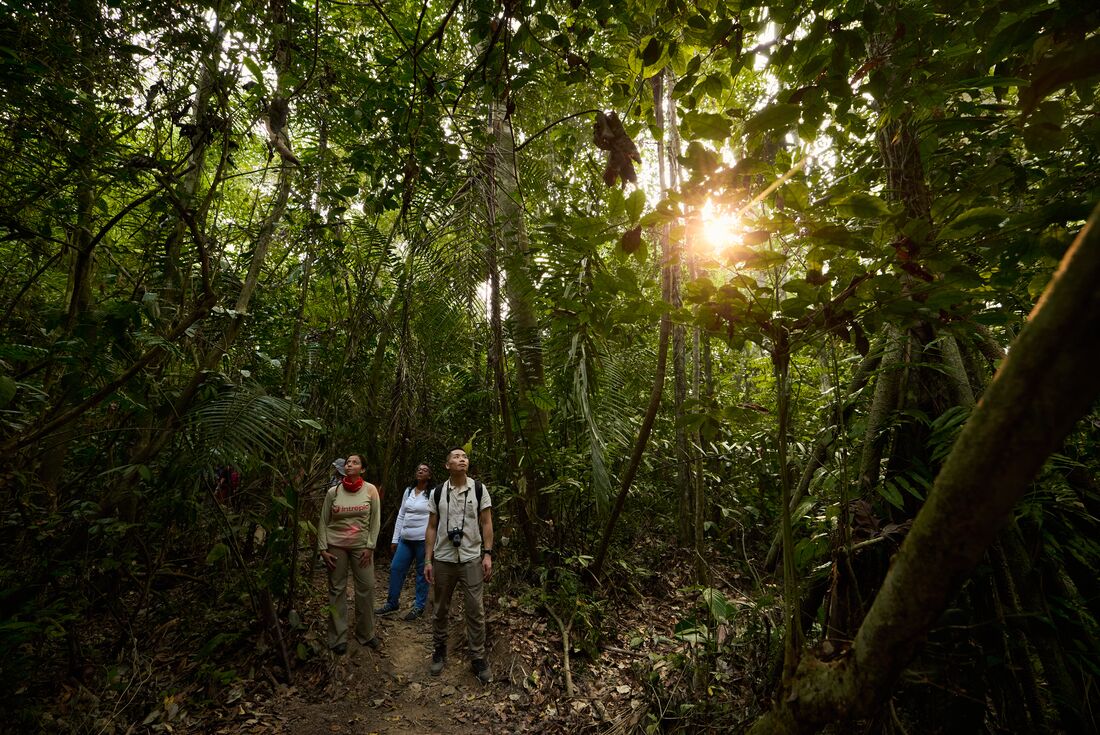 Intrepid travellers and leader walking through the Amazon rainforest