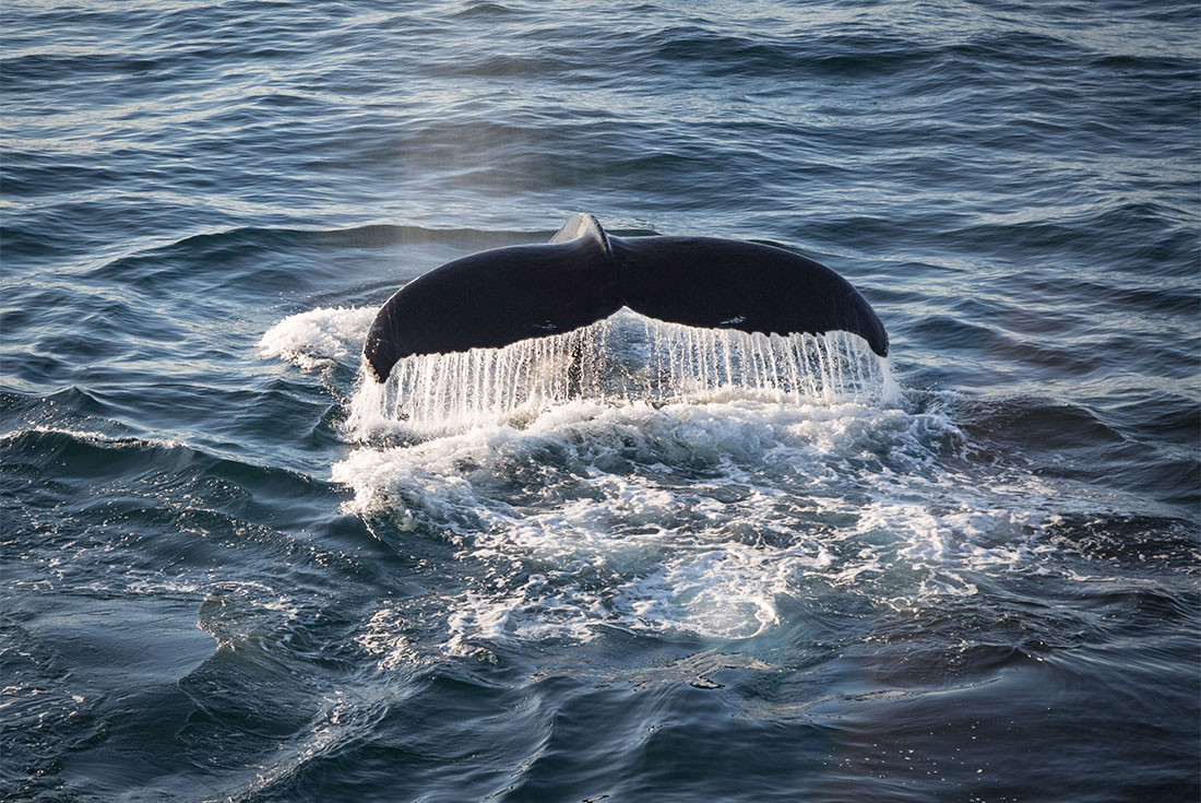 Humpback whale sighted off the coast of Greenland