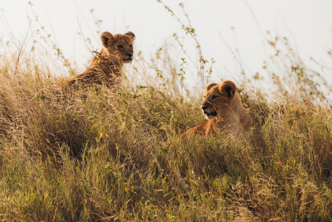 Lion cubs on the Serengeti