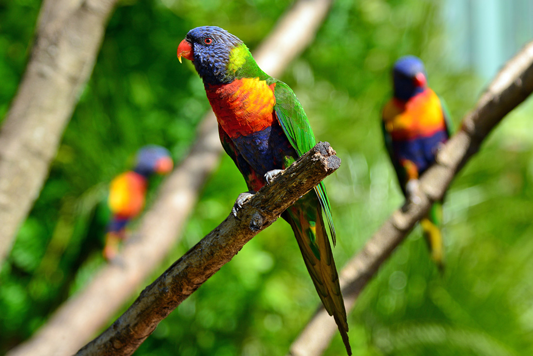 Australian Rainbow Lorikeet, native to Tambourine NP, Gold Coast Australia