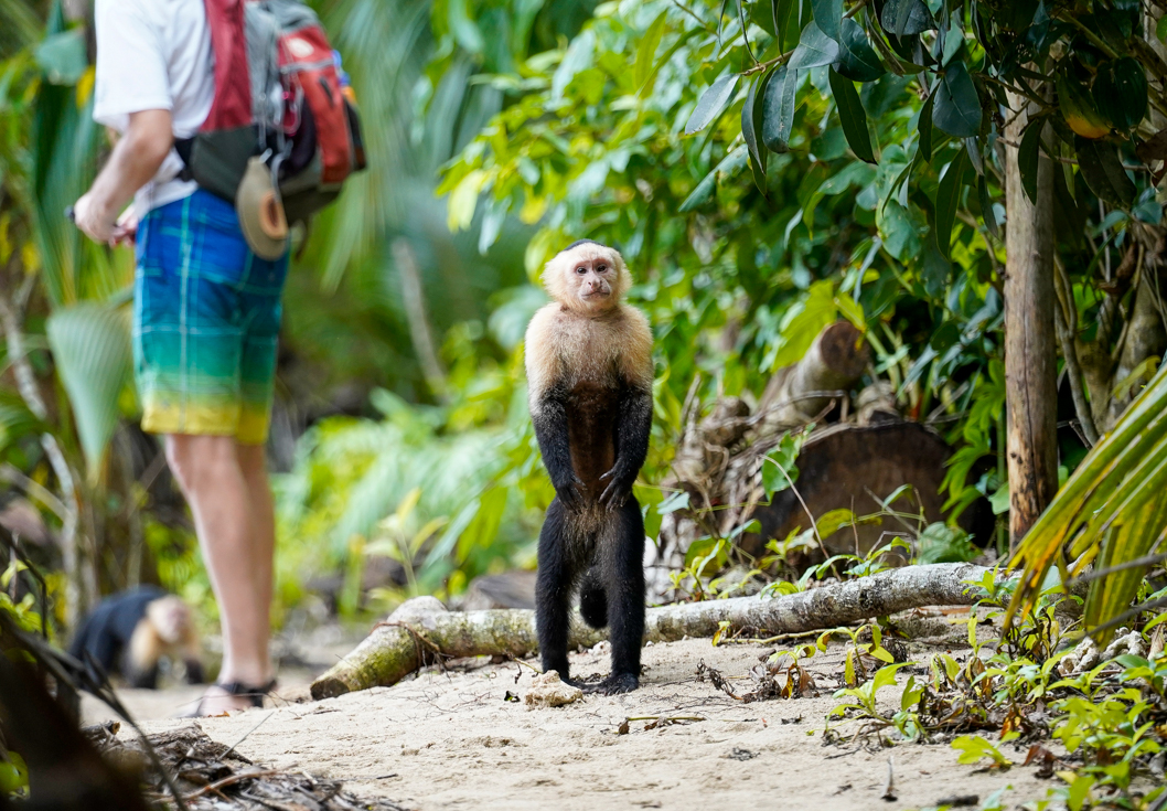 Capuchin Monkey stands and looks at the camera with Intrepid traveller behind her in Cahuita National Park Costa Rica