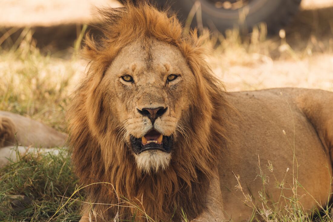 Close spotting of a male lion in Ngorongoro Crater