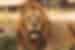 Close spotting of a male lion in Ngorongoro Crater