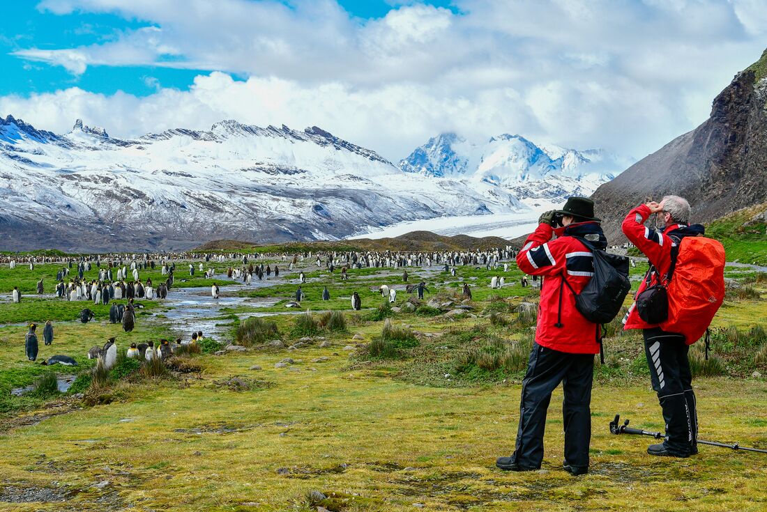 The majesty of Fortuna Bay king penguin colony