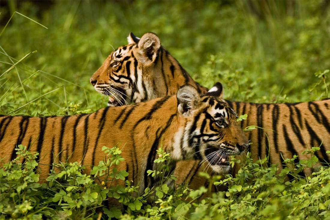 India ranthambhore np