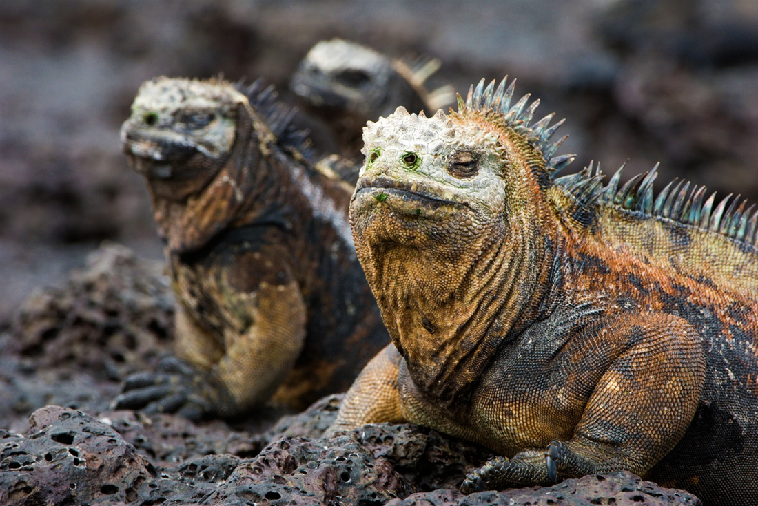 Marine Iguanas, Galapagos Islands