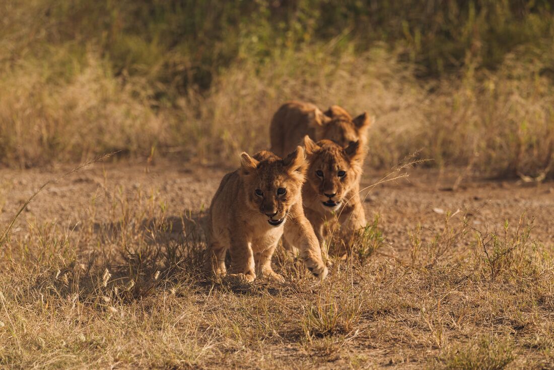 Lion cubs at play with mother close behind in Serengeti National Park