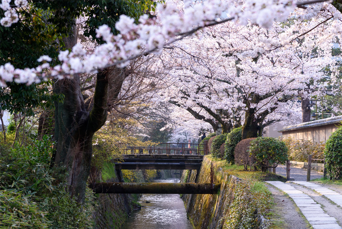 Philosophers walk Kyoto