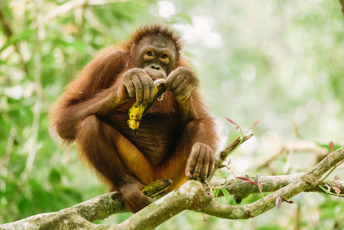 Orangutan sitting on tree branch eating a banana in Borneo