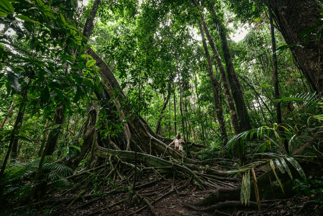 Traveller stands marevelling at the base of a huge fig tree in Mossman Gorge in northern Queensland