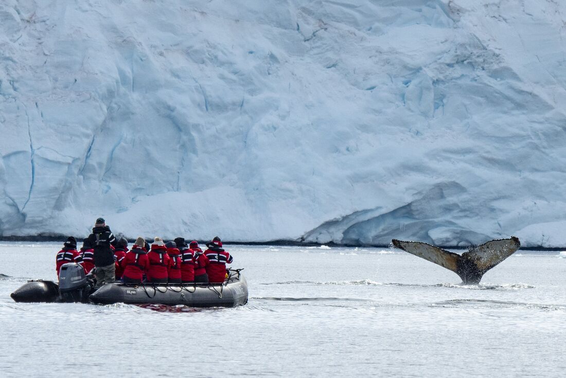 Travellers in a zodiac look on as a Humpback whale's fluke goes down into the water in Peltier Channel