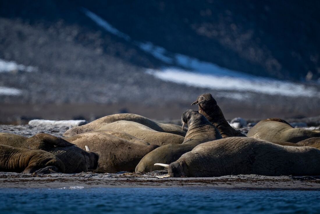 Walruses relax at Smeerenberg, a 17th century whaling station where wildlife has taken back over in Svalbard