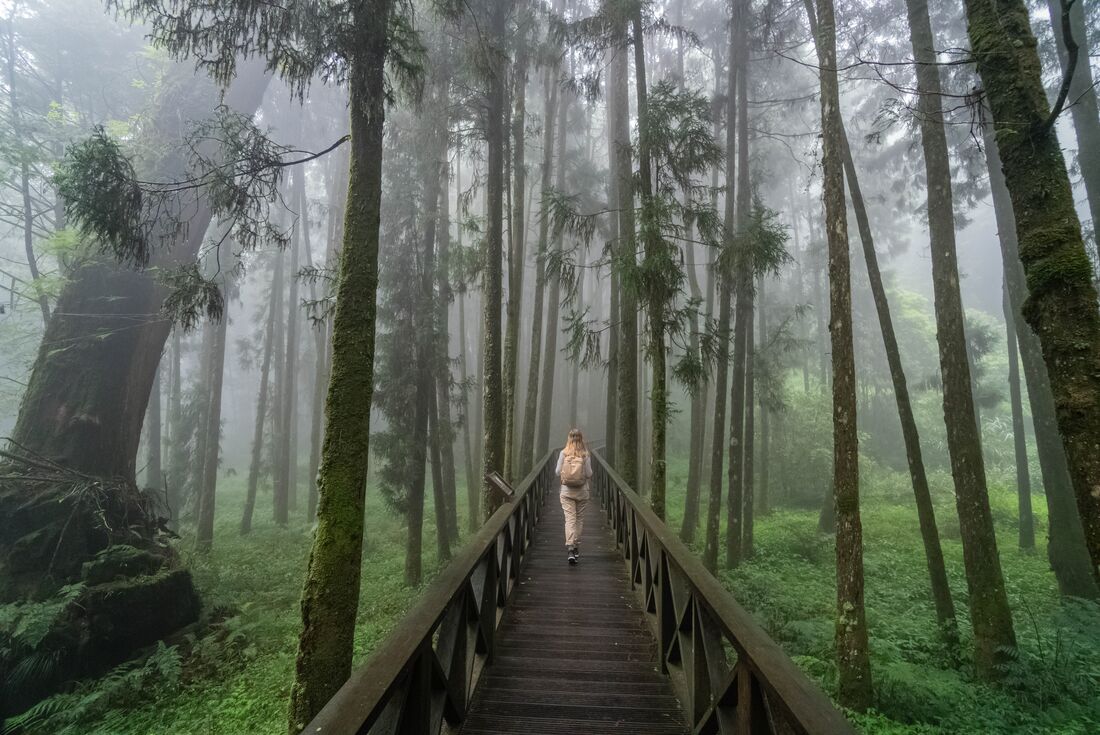 Blonde traveller walks into on a raised wooden walkways amidst a misty forest with numerous thin trees
