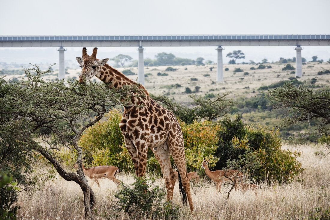 Giraffe and antelopes munch on accacia leaves with train bridge over National Park in Kenya